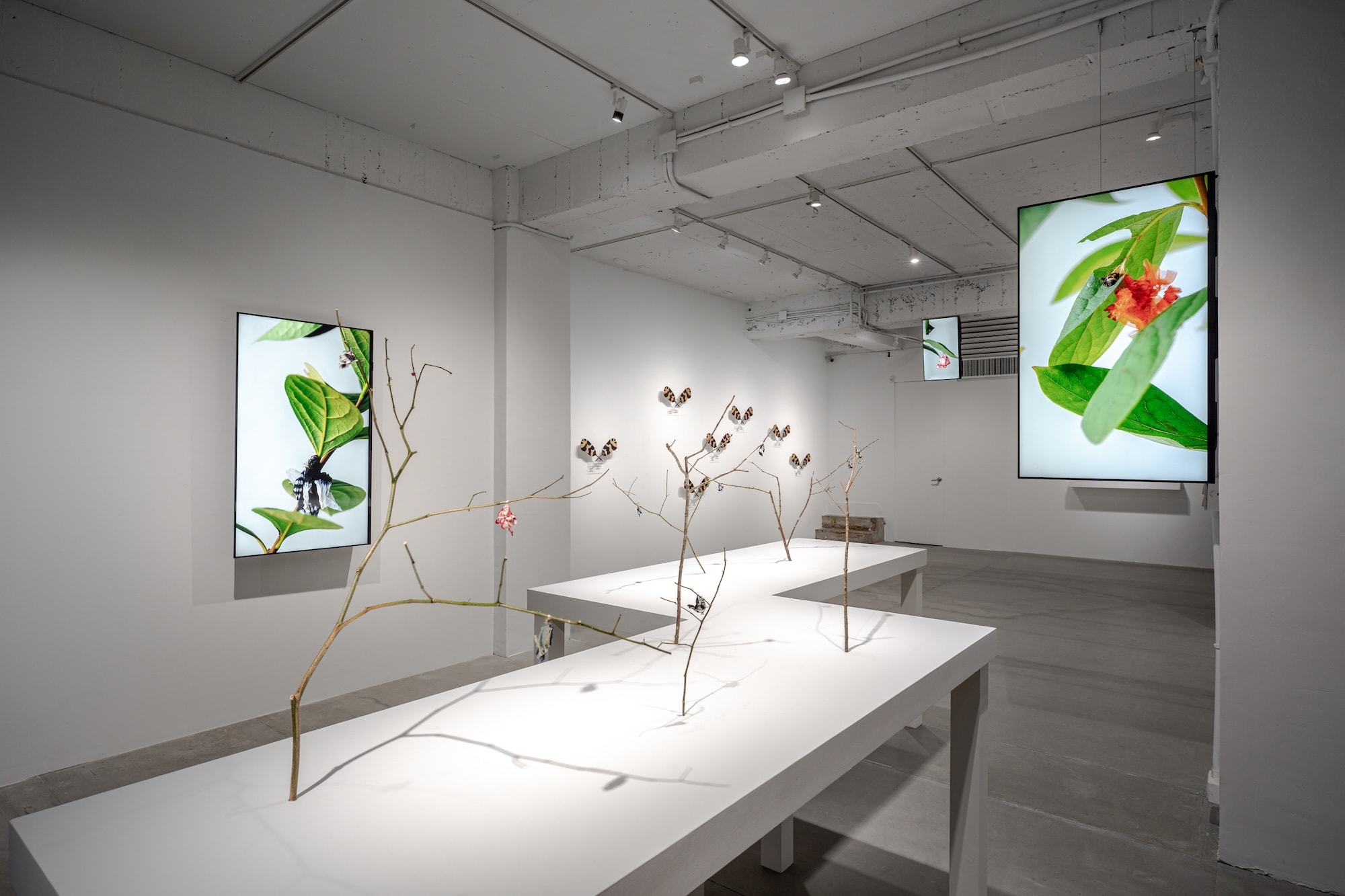 Installation view of “Life at the Threshold”