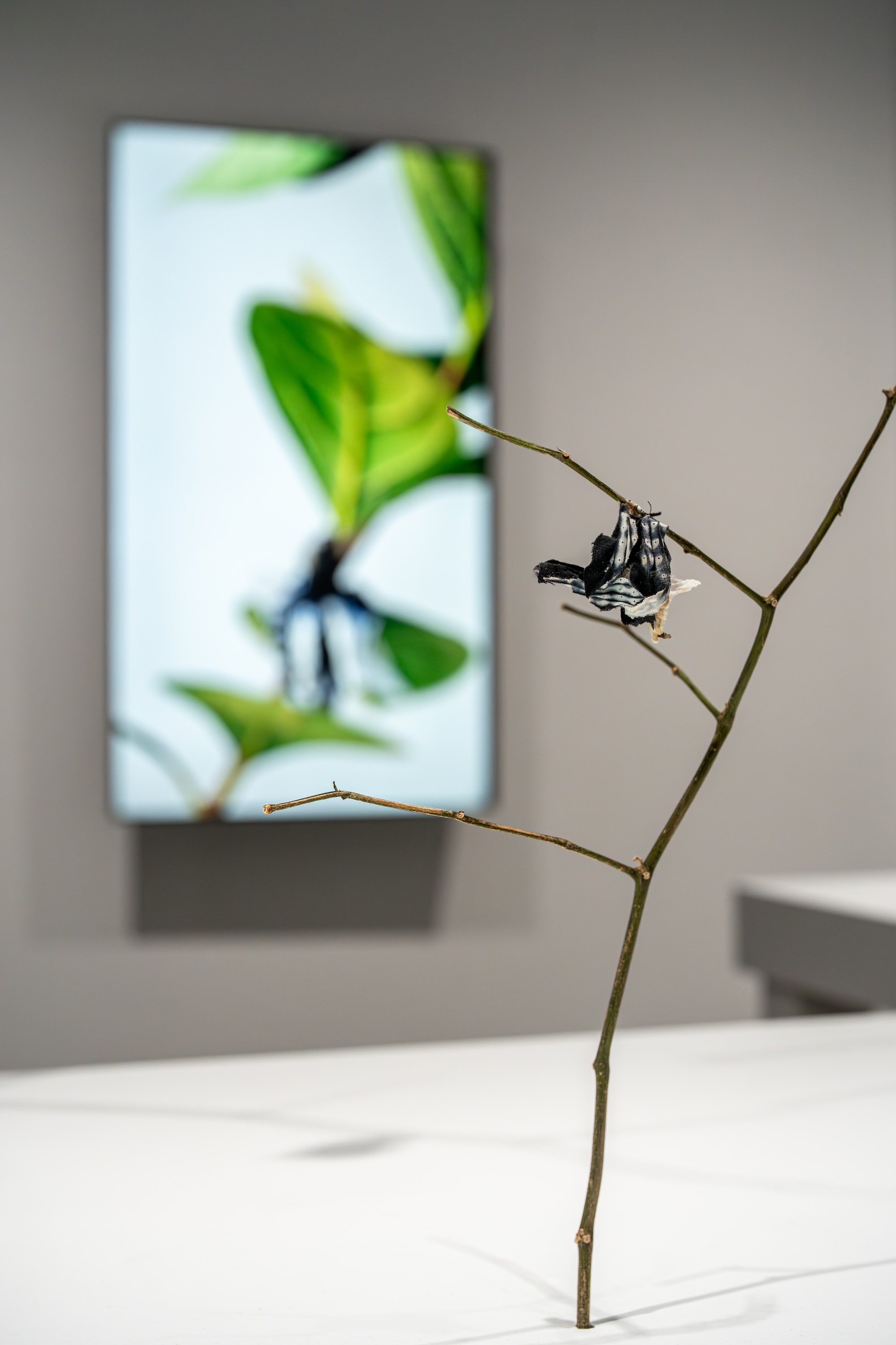 Installation view of “Life at the Threshold”
