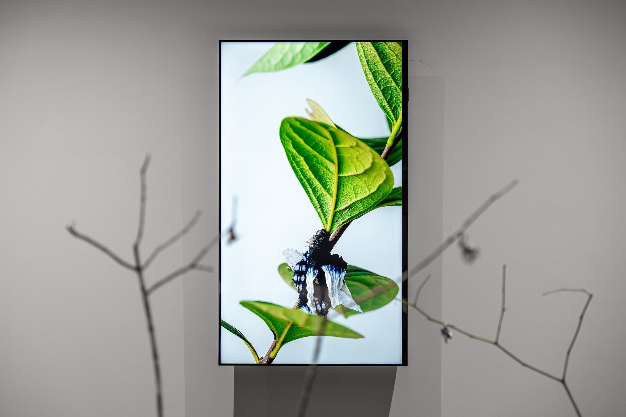 Installation view of “Life at the Threshold”