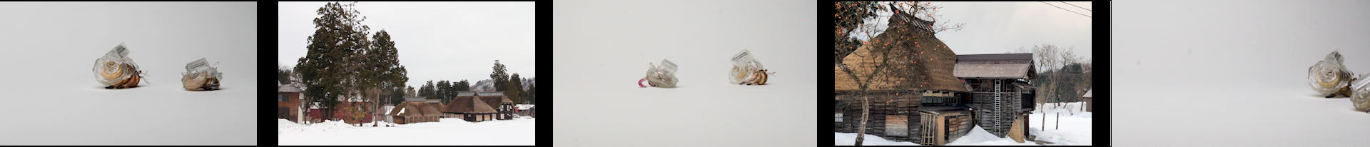 Why Not Hand Over a “Shelter” to Hermit Crabs? -Satoyama-