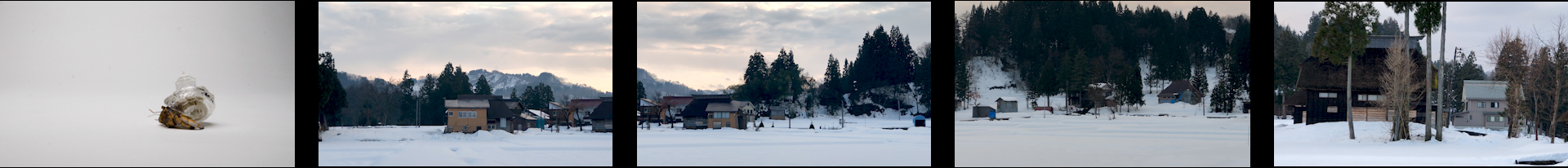 Why Not Hand Over a “Shelter” to Hermit Crabs? -Satoyama-